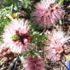 Kunzea baxteri pink 02