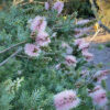 Kunzea baxteri pink 03