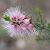 Kunzea baxteri pink 04