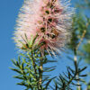 Kunzea baxterii pink form
