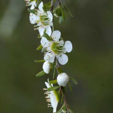 Leptospermum polygalifolium ‘Vertical Drop’ 06