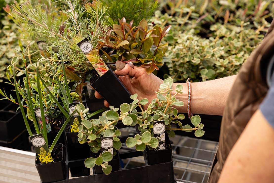 Start Your 16 Plant Box - Native Plant Project