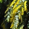 1 Acacia baileyana prostrate
