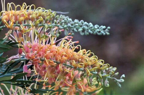 1 Grevillea LemonBaby