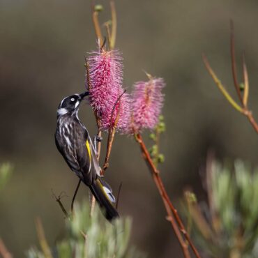 1 Grevillea petrophiloides