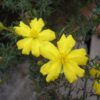1 Hibbertia pedunculata SunDrops
