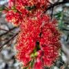 1 Kunzea baxteri