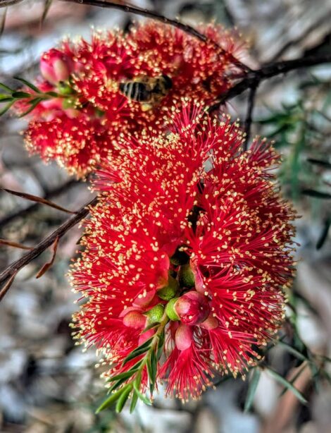 1 Kunzea baxteri
