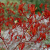 2 Anigozanthos BushScarlet