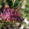 2 Grevillea BronzeRambler