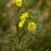 2 Hibbertia pedunculata SunDrops