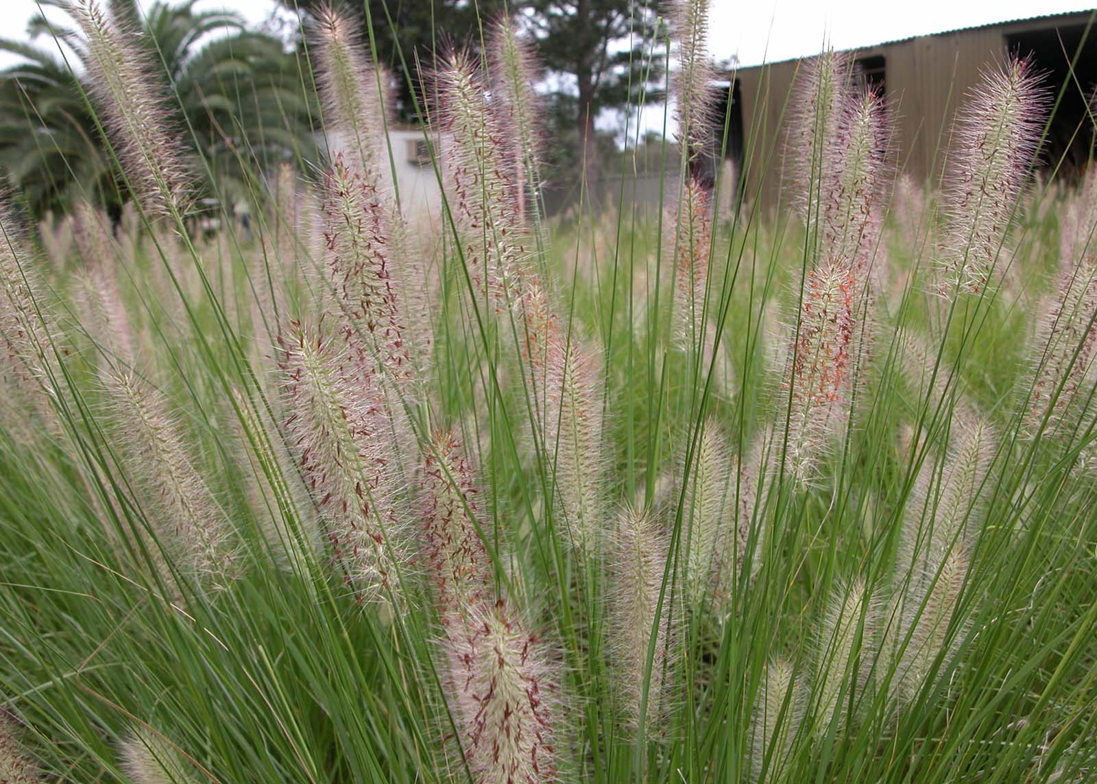 2 Pennistetum alopecuroides Nafray