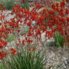 3 Anigozanthos BushScarlet