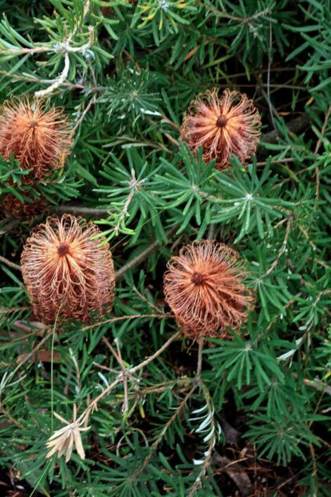 3 Banksia vincentia (Large)