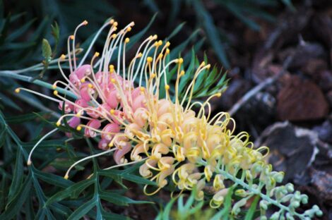 3 Grevillea LemonBaby