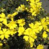 3 Hibbertia pedunculata SunDrops