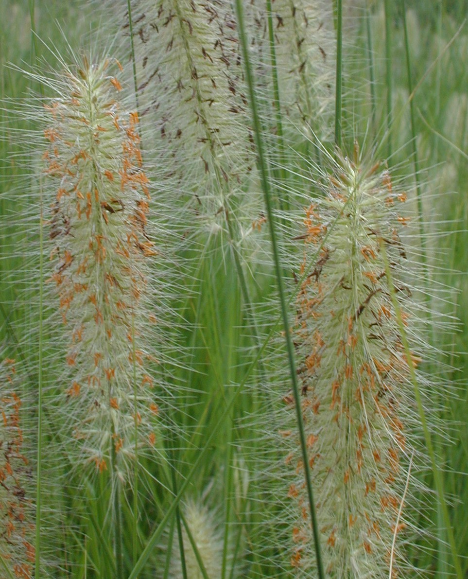 3 Pennistetum alopecuroides Nafray