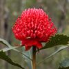 3 Telopea speciosissima