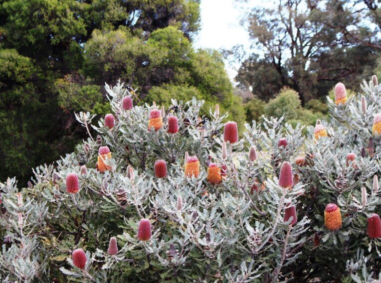 4 Banksia menziesii dwarf