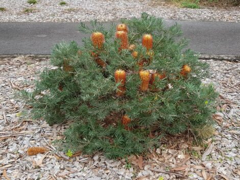 4 Banksia vincentia (Large) (1)