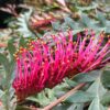 4 Grevillea BronzeRambler