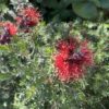 4 Kunzea baxteri