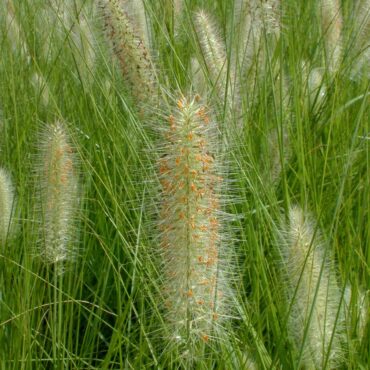4 Pennistetum alopecuroides Nafray