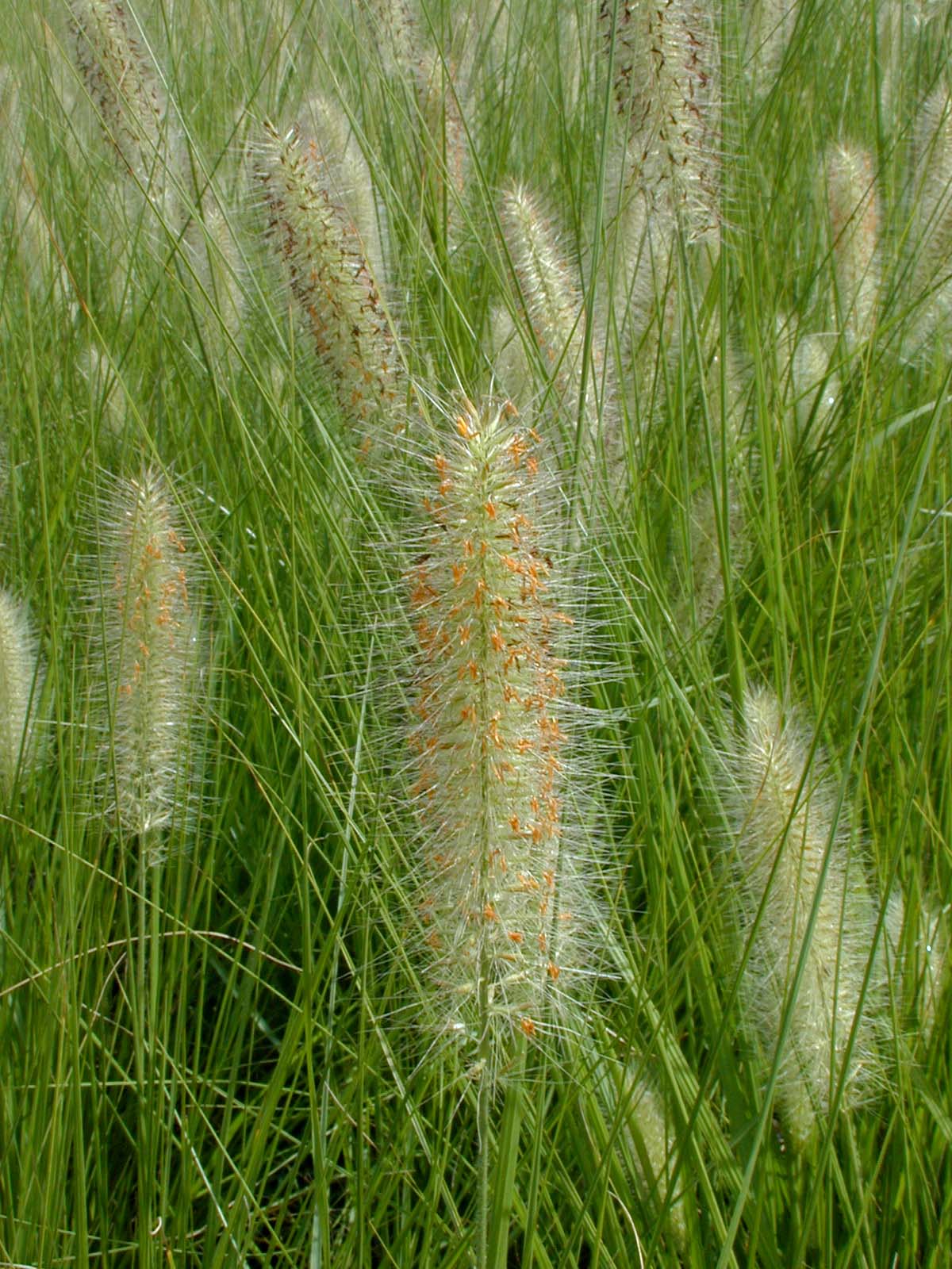 4 Pennistetum alopecuroides Nafray