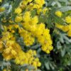 5 Acacia baileyana prostrate