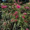 5 Grevillea BronzeRambler