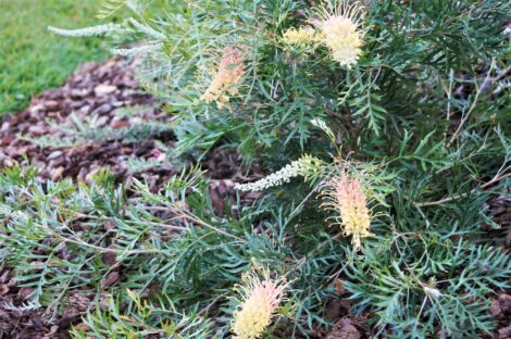 5 Grevillea LemonBaby