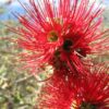 5 Kunzea baxteri