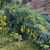6 Acacia baileyana prostrate