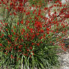 6 Anigozanthos BushScarlet