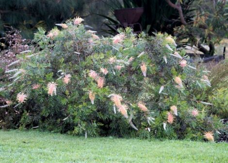 6 Grevillea LemonBaby