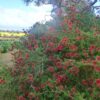 6 Kunzea baxteri
