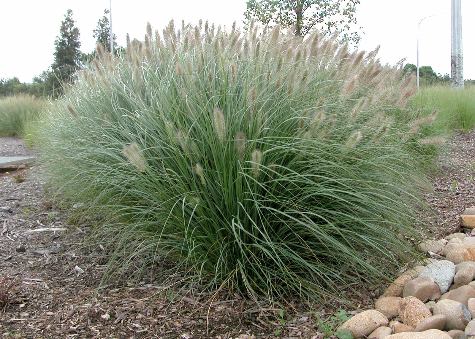 6 Pennistetum alopecuroides Nafray