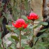 6 Telopea speciosissima