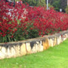 7 Anigozanthos BushScarlet