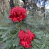 8 Telopea speciosissima