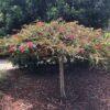 9 Grevillea BronzeRambler