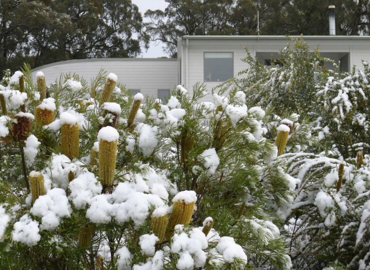 29. Snow melting on Banksia spinulosa compact form copy