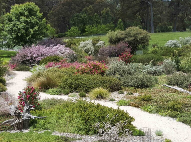 5. Copious flowering of Callistemon and Leptospermum copy 1