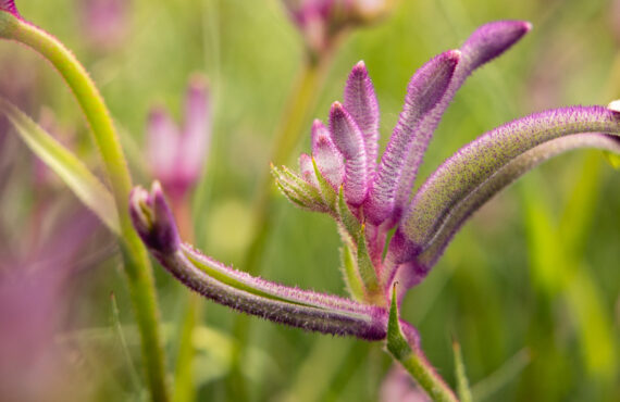Anigozanthos Celebrations ‘Carnivale’b