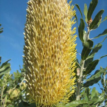 Banksia Sceptrum Dwarf 0
