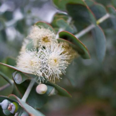 Eucalyptus pulverulenta Baby Blue 1