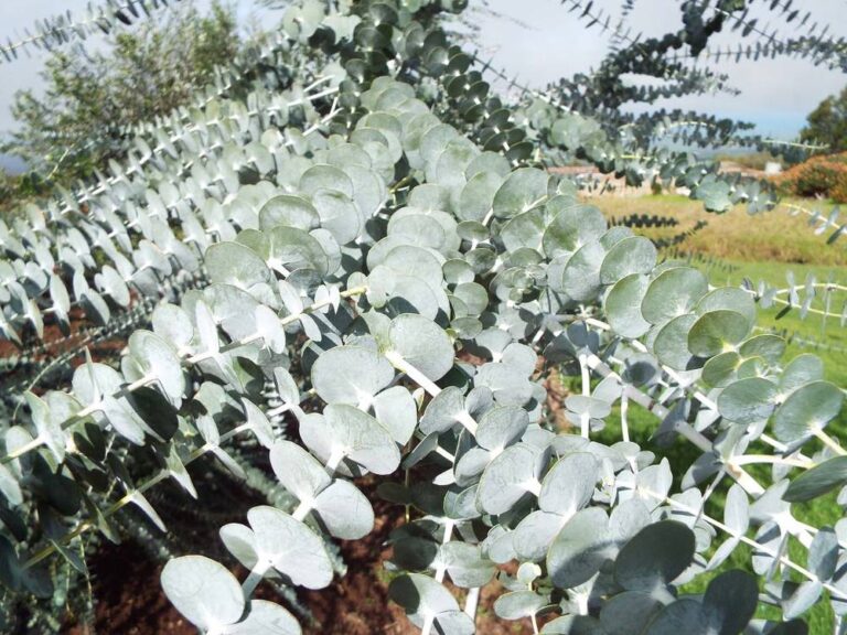 Plant In A Box - Eucalyptus 'baby Blue' Gomboom X1 - Hoogte 40-50cm