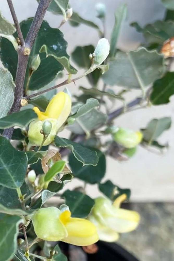 Gastrolobium sericeum 0