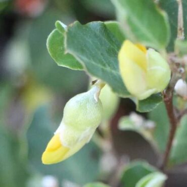 Gastrolobium sericeum 1