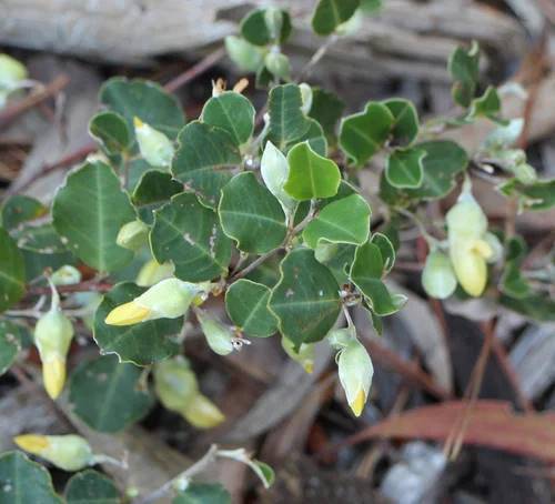 Gastrolobium sericeum 2